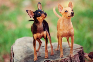 Sorte tog terijera: imena, značajke, fotografije Sorte tog terijera: imena, značajke, fotografije